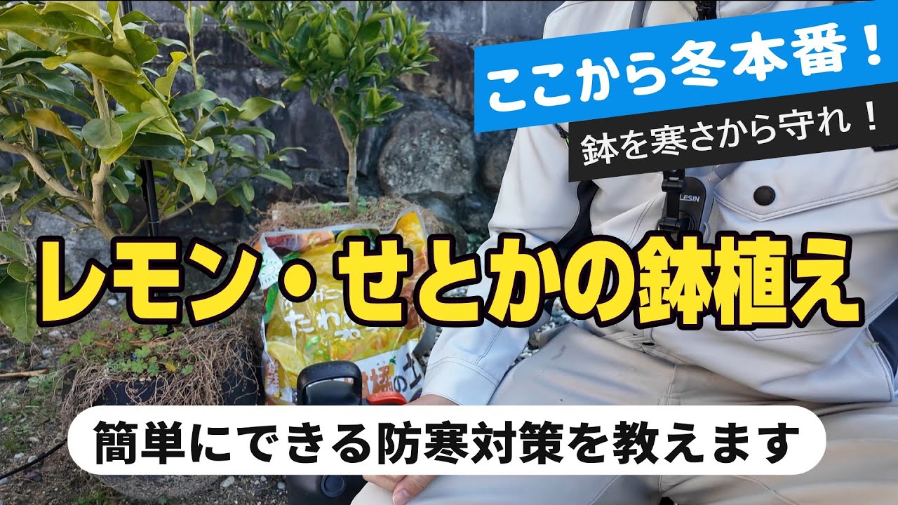 【1月中旬】レモン・セトカを氷点下から守る、最も簡単で、すぐに実行できる方法！