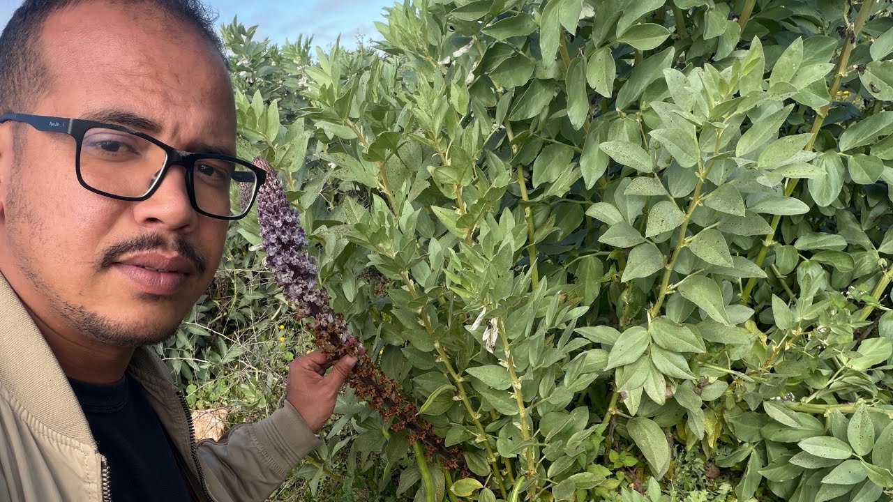 نصائح مهمة حول الحد من انتشار الهالوك في الباقوليات 