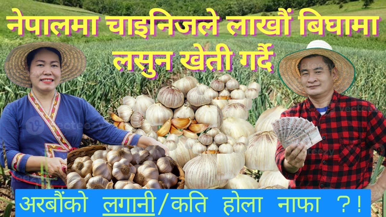 China lahsun ki kheti / lasun ropne tarika / benefit of garlic/nuwakot / chaina tour /Chinese movie