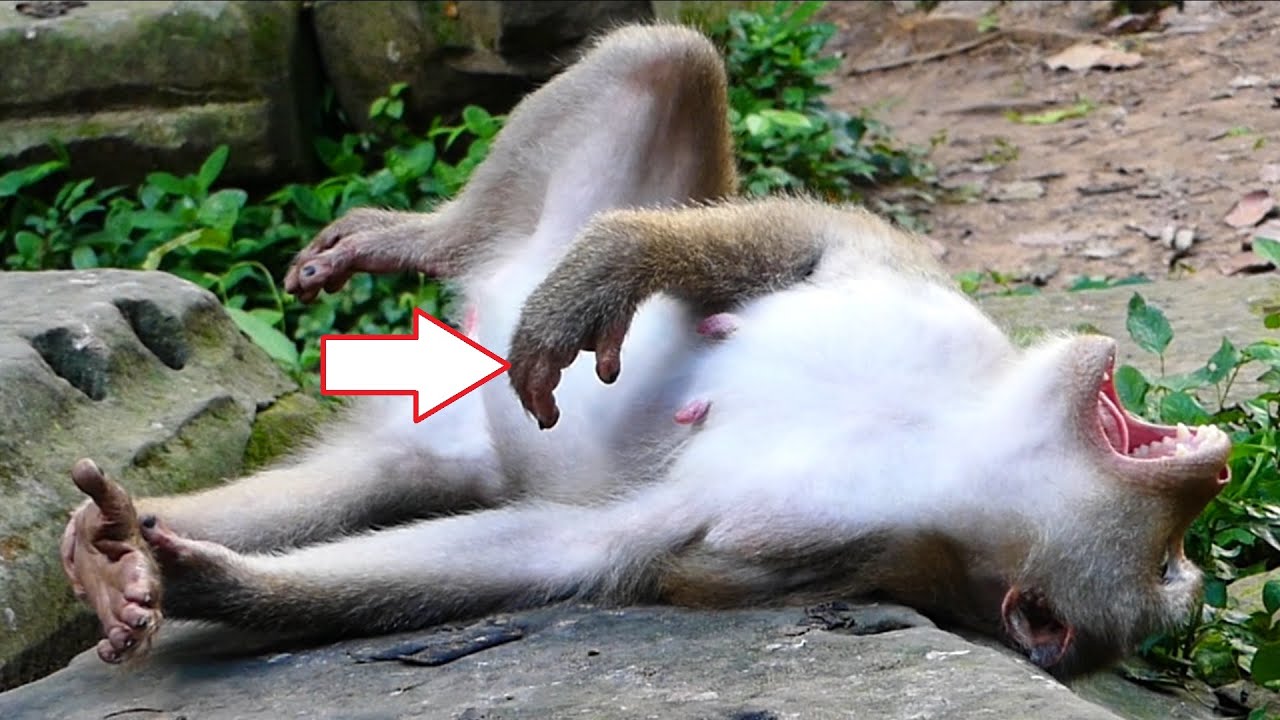 Good News!.. Libby is giving birth to a very cute newborn monkey, Libby giving birth her second baby