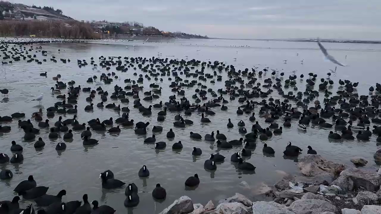 Birds with Names and Sounds in 4K - Scenic Relaxation Film