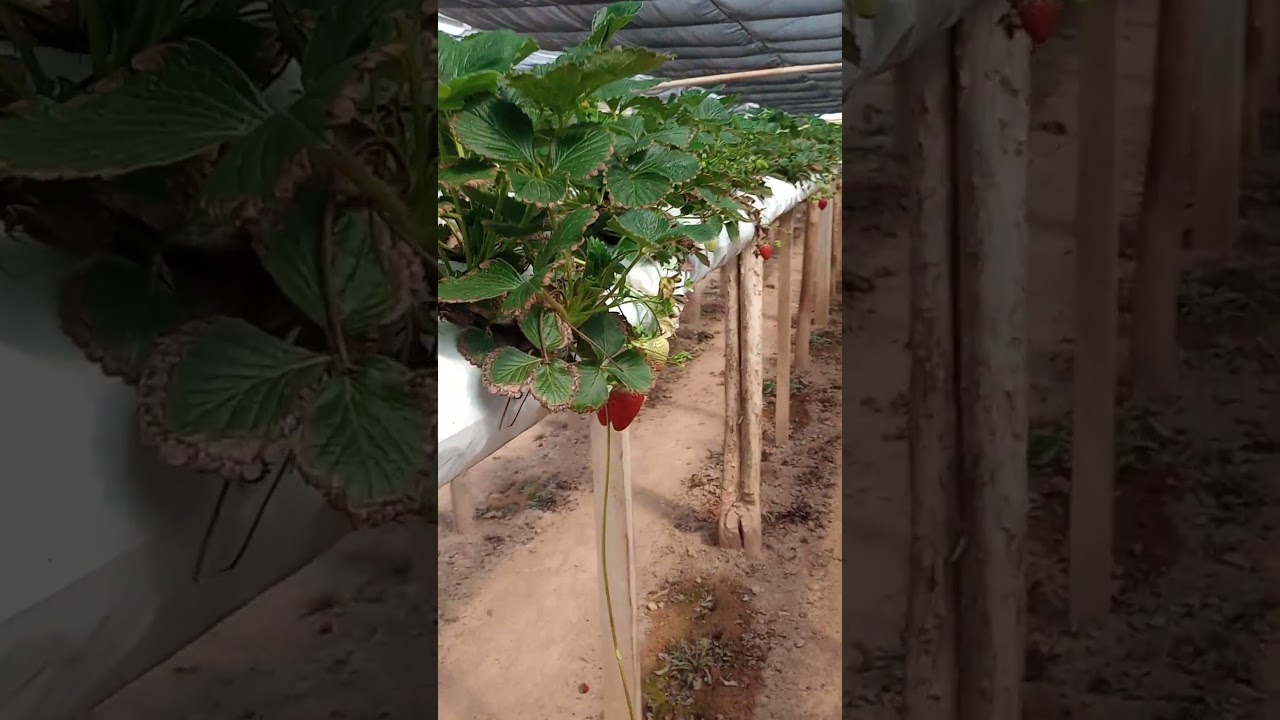Uvas e Morangos em Araucária, PR 07 01 26