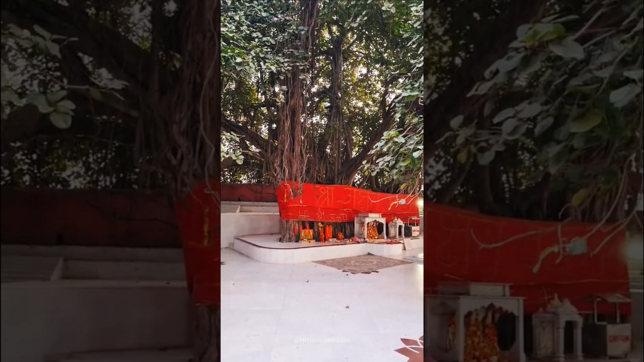Akshay vat vriksh prayagraj #shortsvideo #shorts