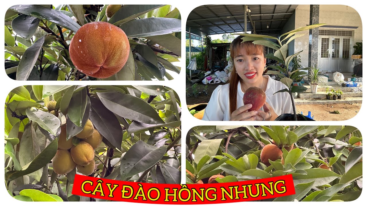 Cây ăn trái độc lạ Đào Hồng Nhung 0386569374 -Hoa kiểng Cái Mơn, Chợ Lách- Ngọc Ngân Bến Tre
