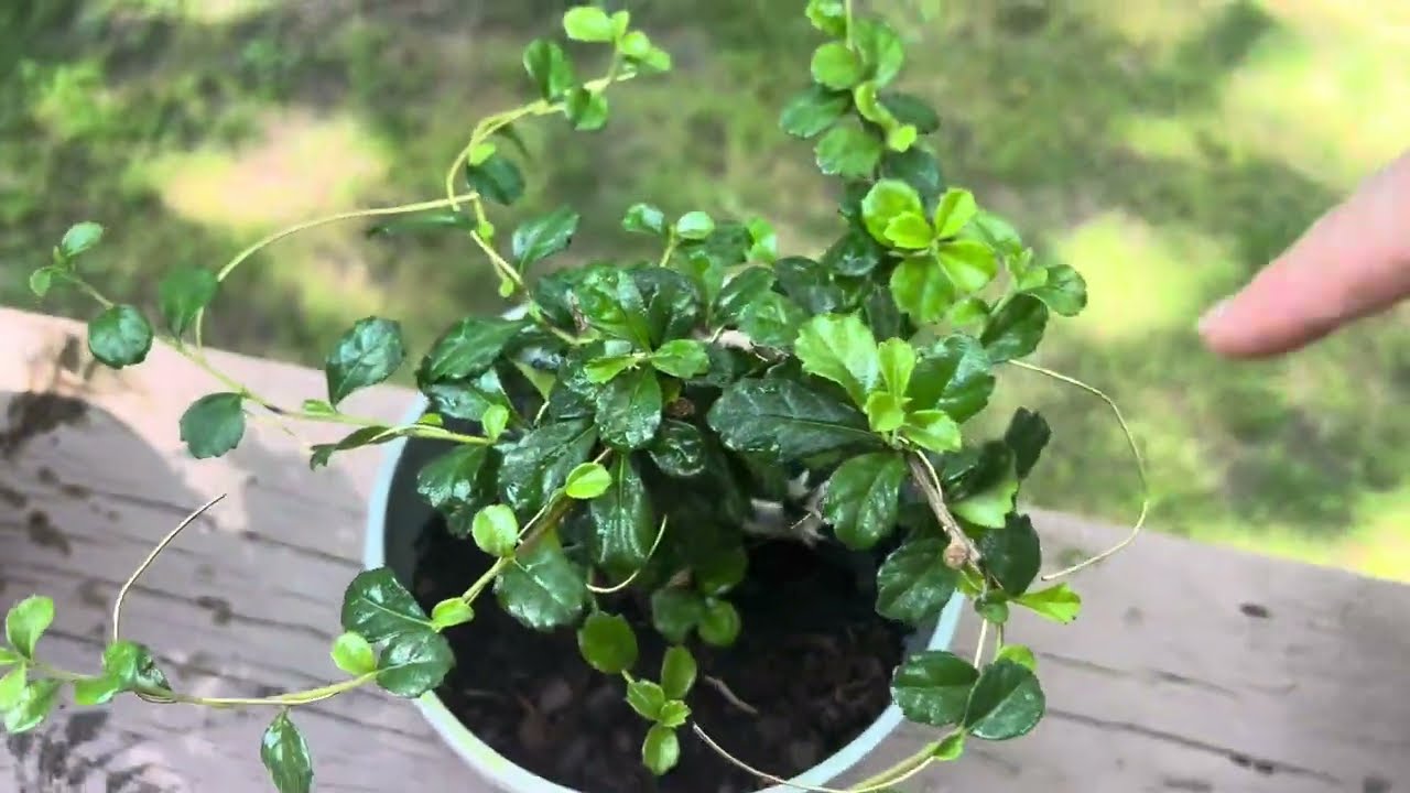 Bonsai (Phoenix’s) Update & Meet Her Friends | 3 New Plants & Their Care