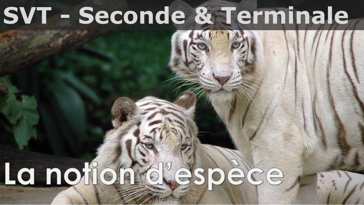SVT - Seconde & Terminale - Notion d'espèce