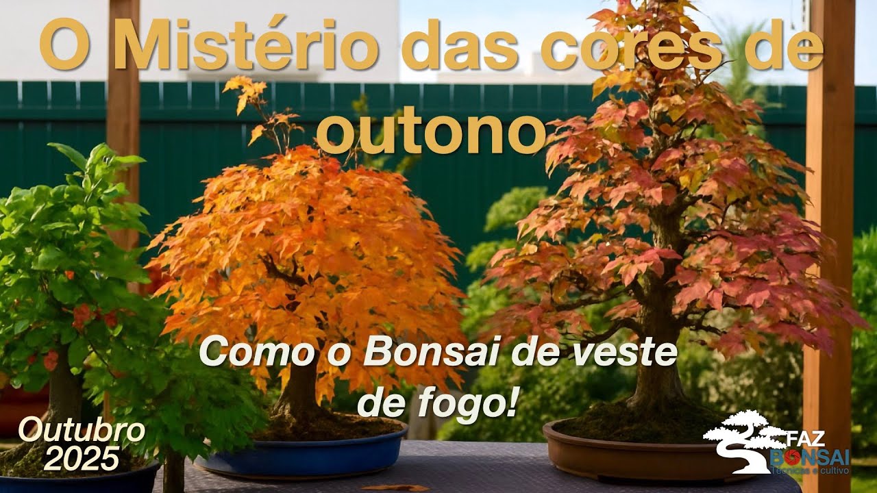 O mistério das cores do outono: Como o Bonsai se veste de fogo
