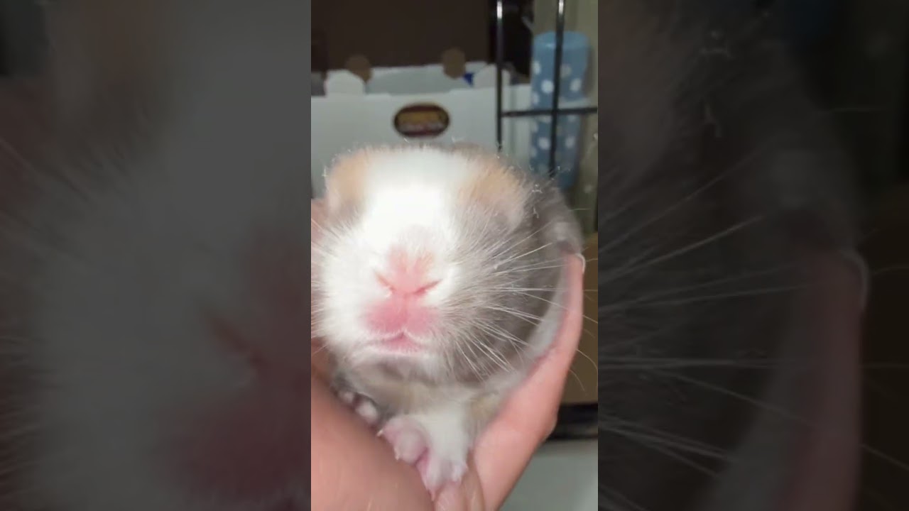 Edmund has babies for 3rd times 