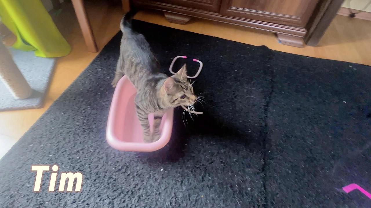 funny cat  #cat #catshorts #catvideos #kitten #cute