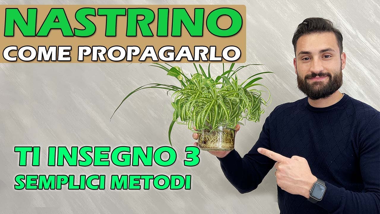 COME PROPAGARE IL NASTRINO o FALANGIO in 3 MODI DIVERSI &ndash; TUTORIAL SEMPLICE PER TUTTI