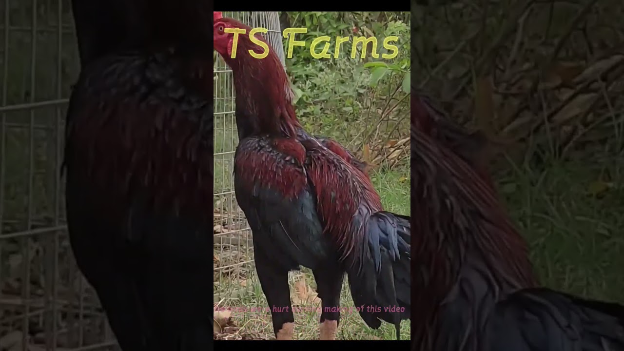 |Ram mohan rao gari old breed| రేజ