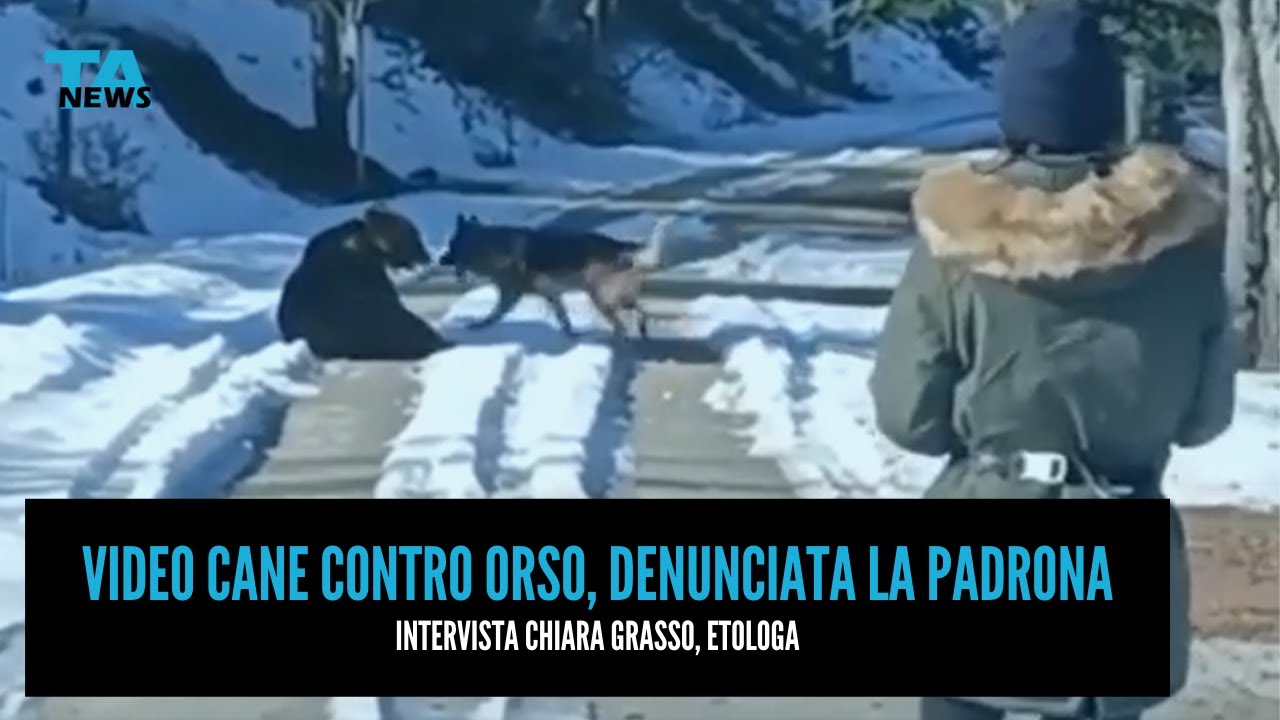 Cane contro Orso, denunciata la padrona. Chiara Grasso (etologa): 