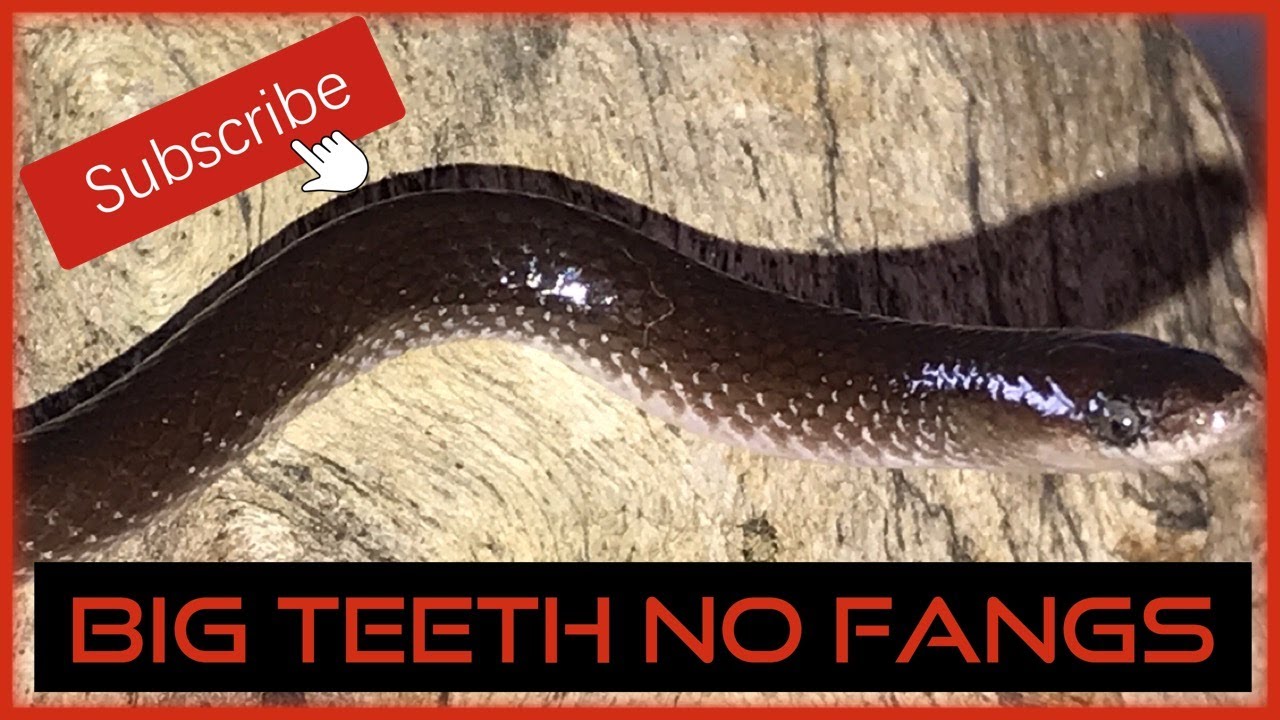 BIG TEETH NO FANGS - WOLF SNAKE
