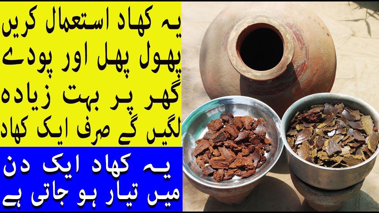 یہ کھاد استعمال کریں پھول پھل اور پودے زیادہ لگیں گے | Benefits Flowering Fruiting, and Plant Health