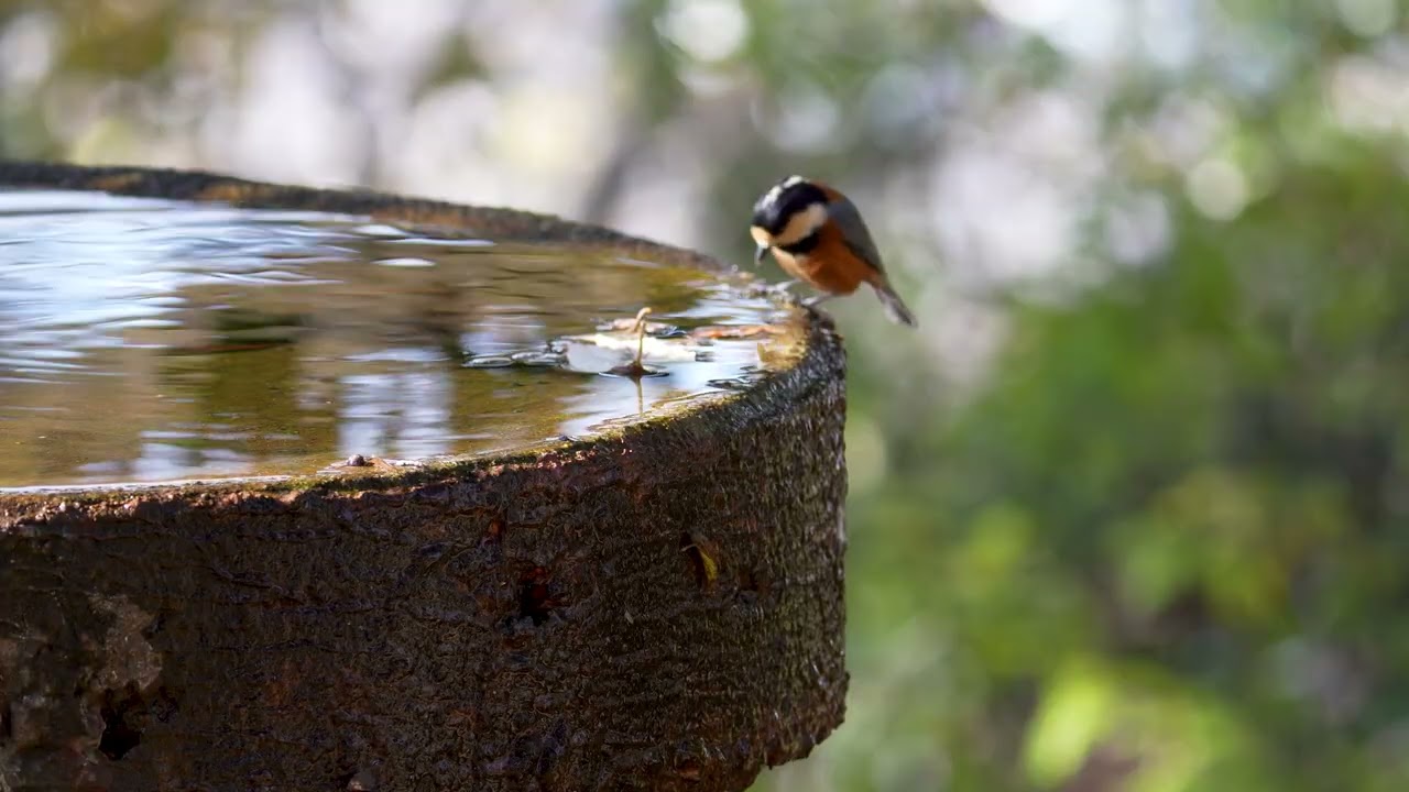 弘法山の野鳥、神奈川県秦野市,Nature Bird in Mt  Kobou, Hatano City, Kanagawa Pref