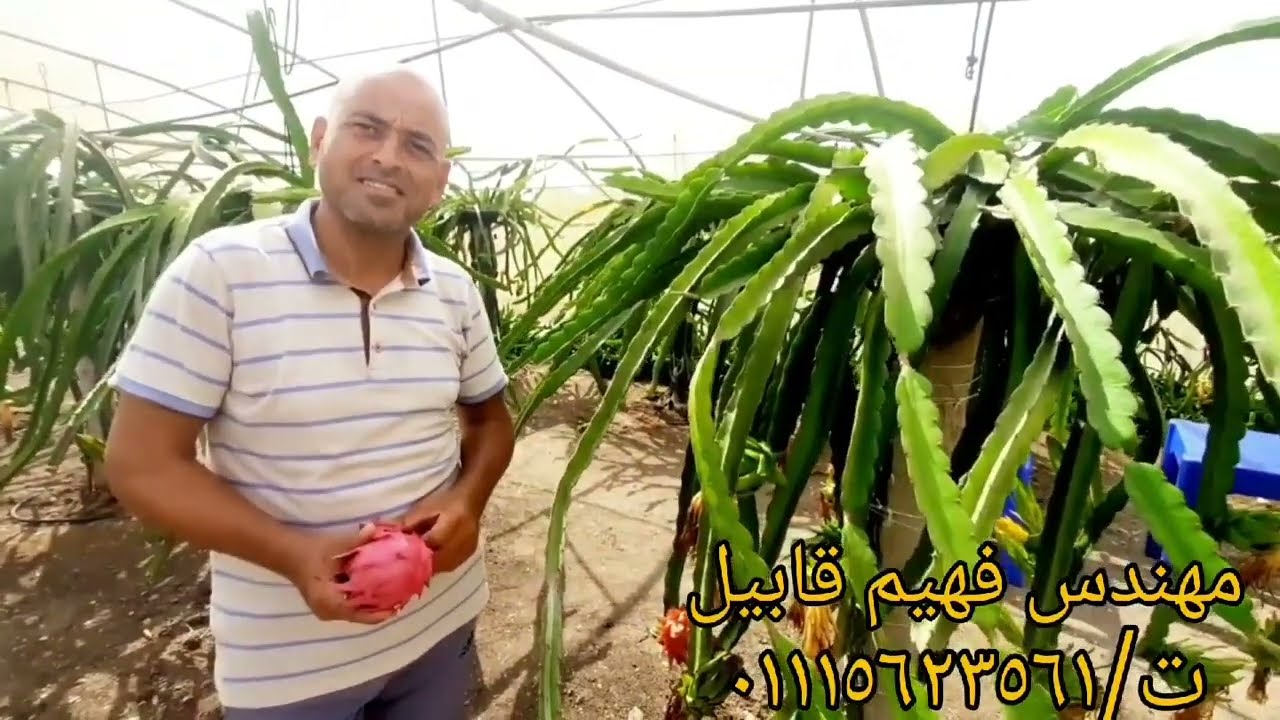 كيف تحصل على الربح من الزراعة في أرضك أو على سطح منزلك؟!