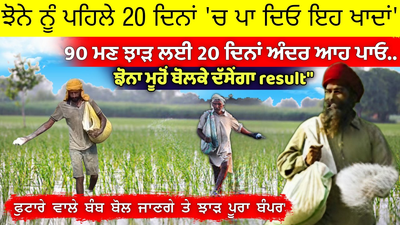 ਝੋਨੇ ਨੂੰ ਪਹਿਲੇ 20 ਦਿਨਾਂ 'ਚ ਪਾ ਦਿਓ ਇਹ ਖਾਦਾਂ ਝਾੜ ਆਊ ਬੰਪਰ' • dhan ki paidawar kaise badhaye
