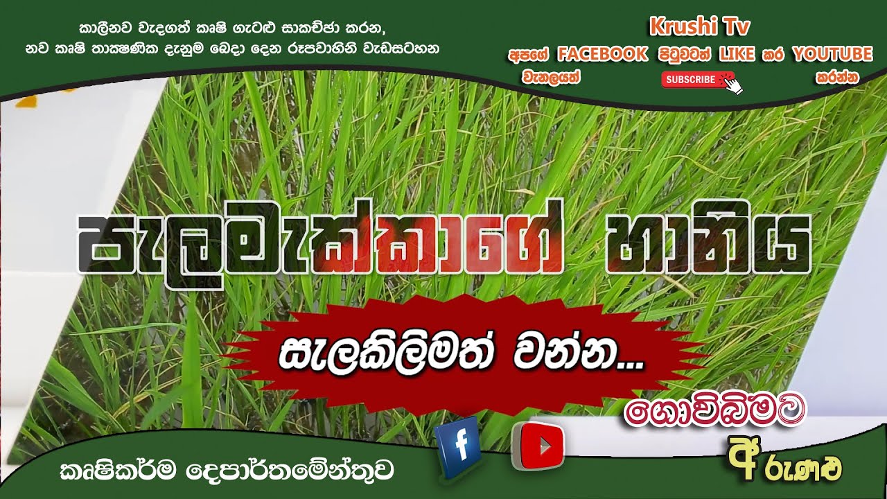 Govibimata Arunalu TV Program | පැලමැක්කාගේ වසංගතයෙන් වී වගාව බේරාගනිමු | 2023-01-08 | Krushi Tv