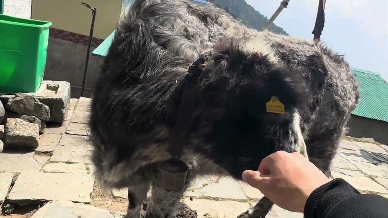 नामचे  देखी काठमांडू तरफको हामरो गन्तव्य  (return from Namche to ktm city)