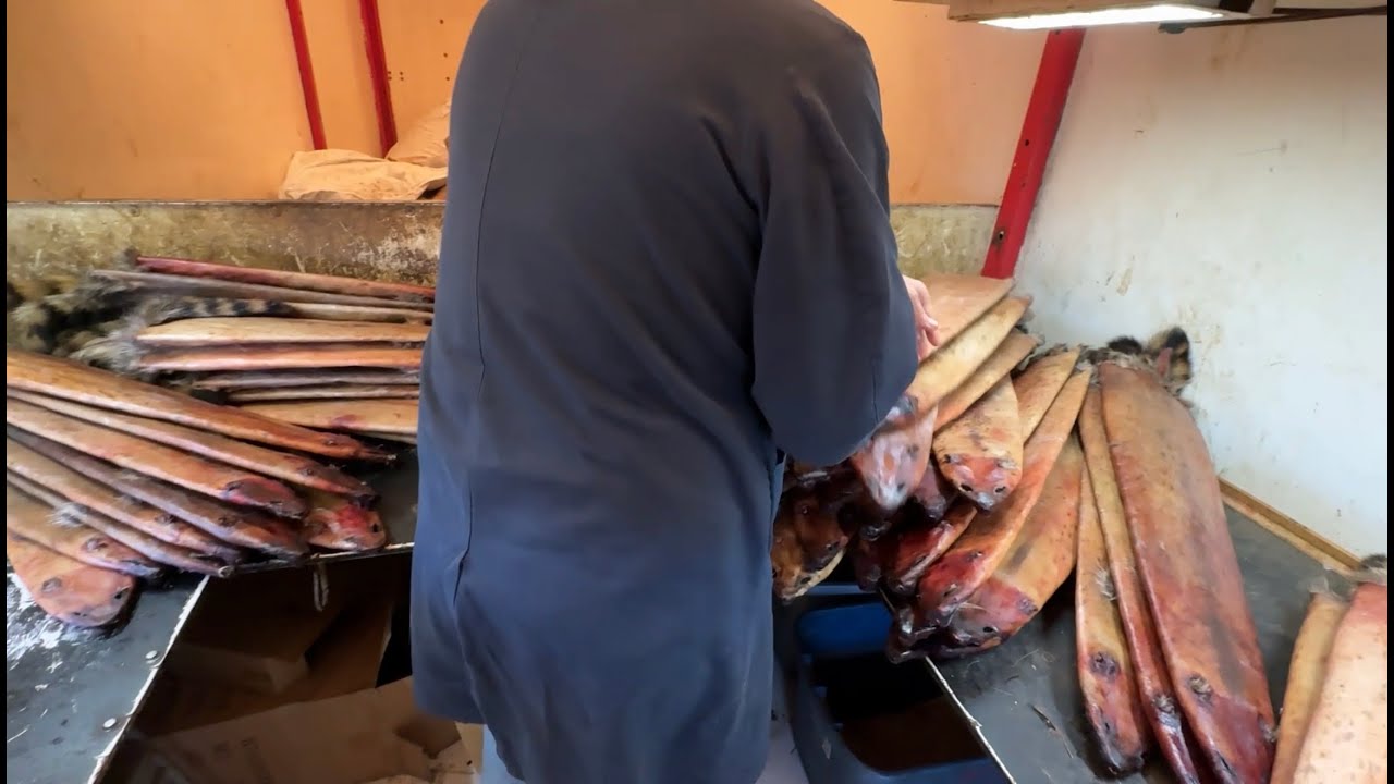 Buying Fur in Wisconsin - Vlog #2