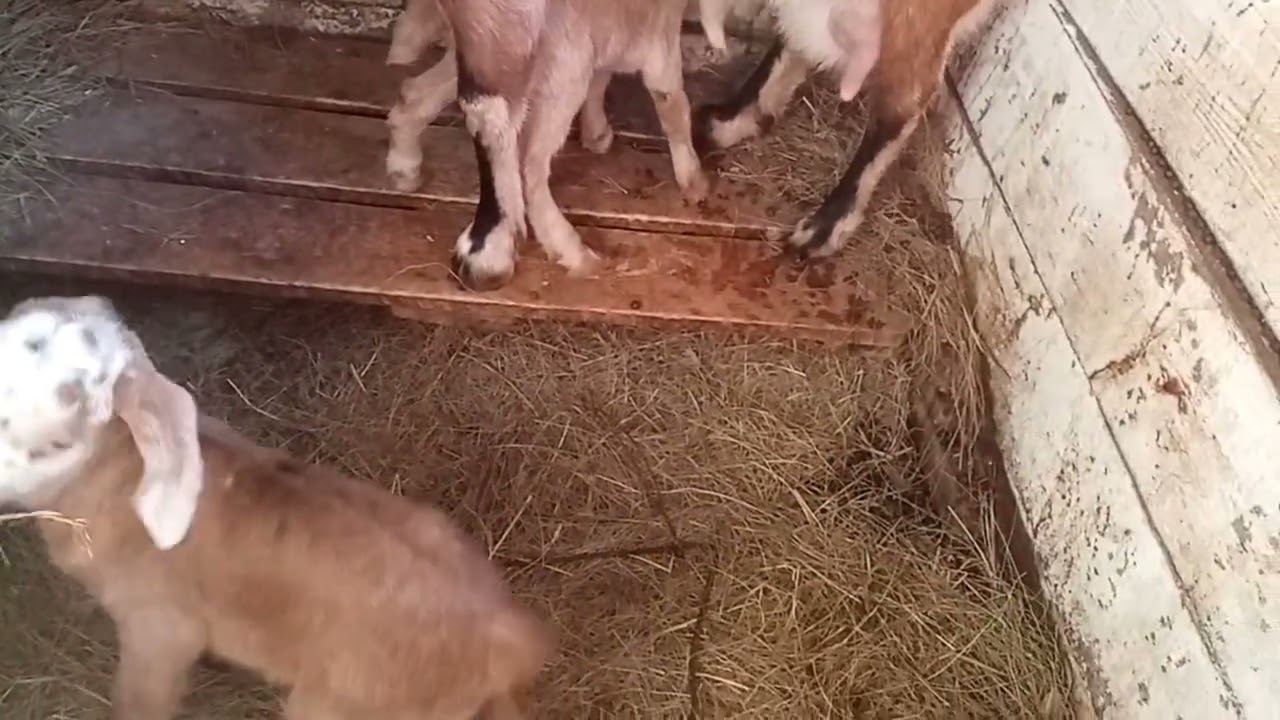 каменное вымя что делать