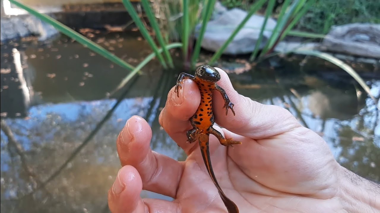 Semender,Salamander with  koi in pond ,Semender ve koi,Koi havuzu,koi balığı.Salamander in koi pond.