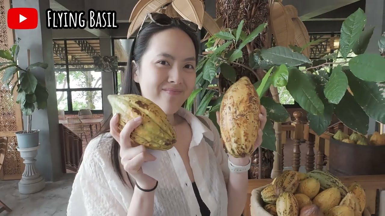Discover Cocoa Valley in Nan Thailand. Your Ultimate Tour to Chocolate Paradise เที่ยวน่านชมสวนโกโก้