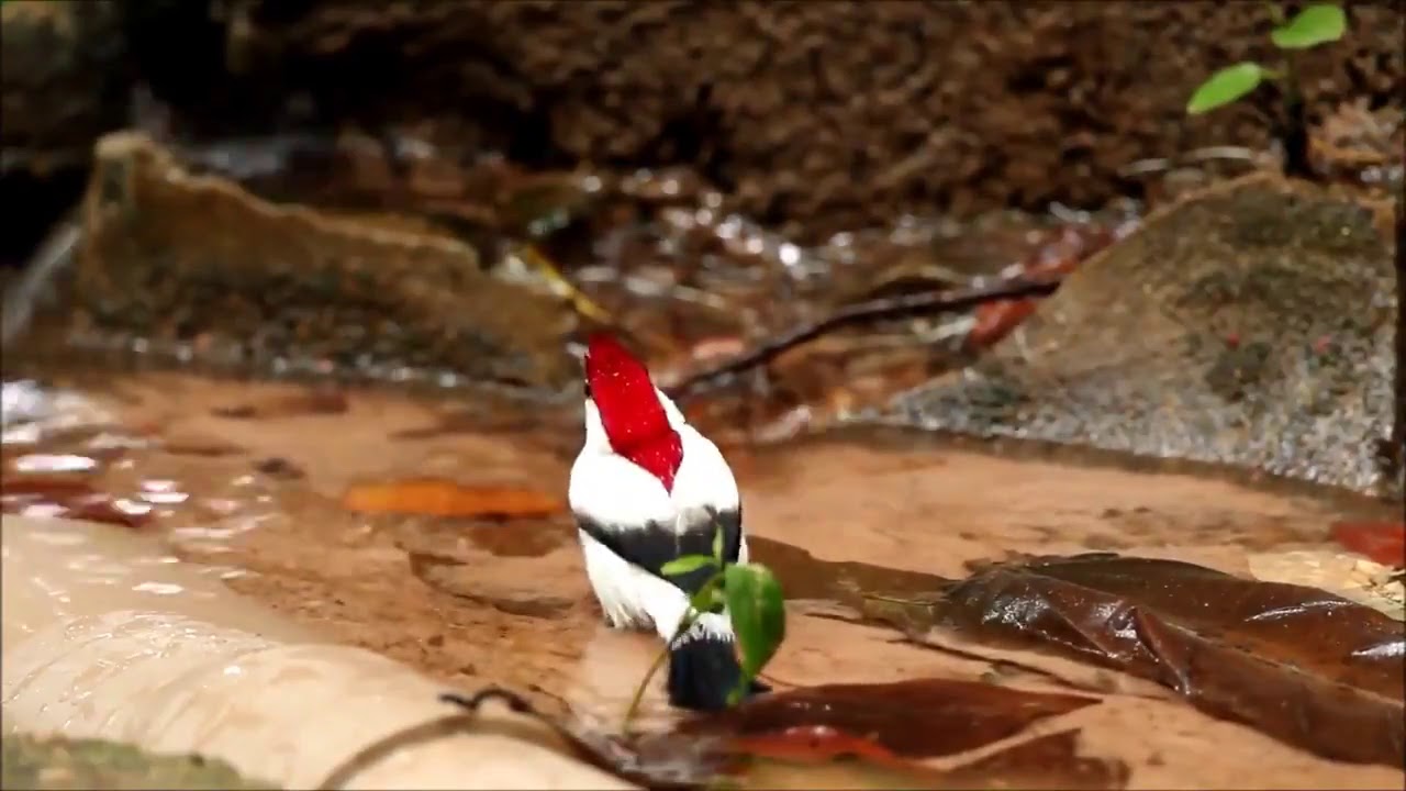 Araripe Manakin. #burung #birds #bird