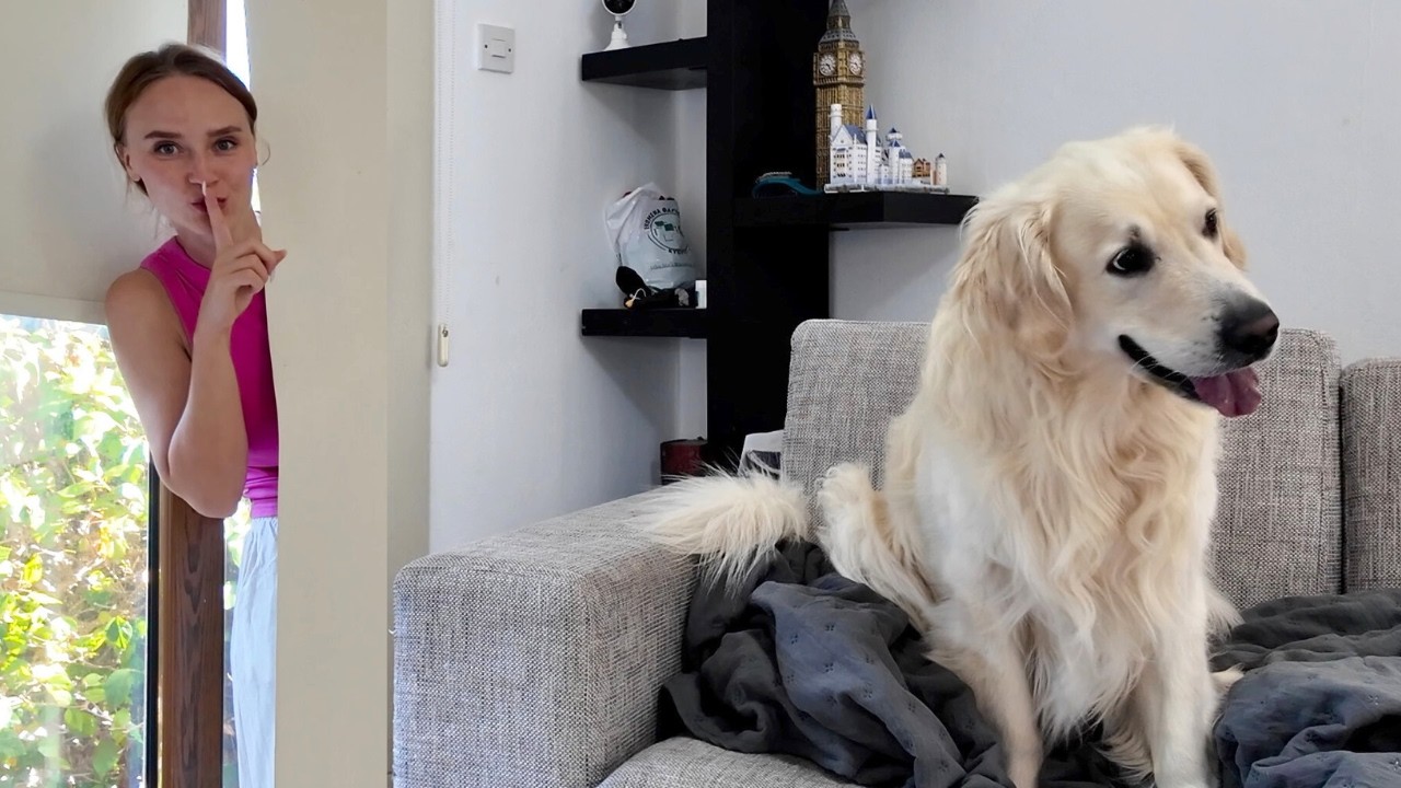 Hide and Seek with My Golden Retriever &ndash; He Always Wins!