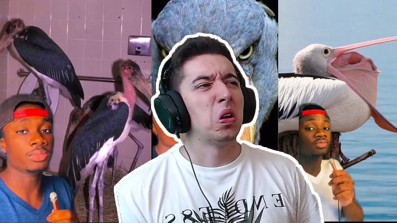 15 Minutes of Purely Educational Bird Slander By Hood Nature Reaction