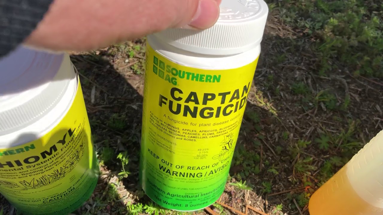 Spraying For Blackspot On Roses