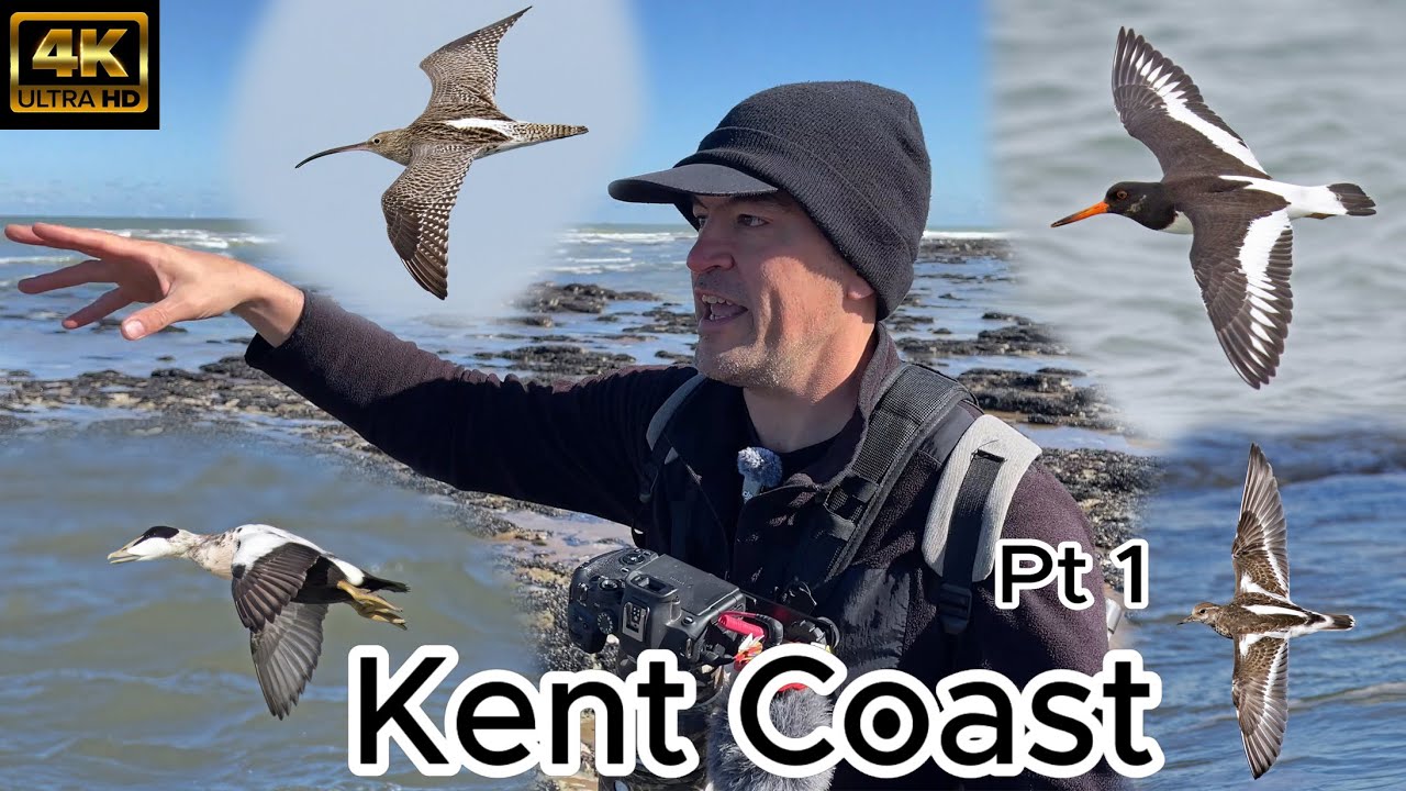 Margate, Forness Point, Joss Bay Kent Birdwatching Part 1. Canon R7 &  RF 200-800mm. 4K.