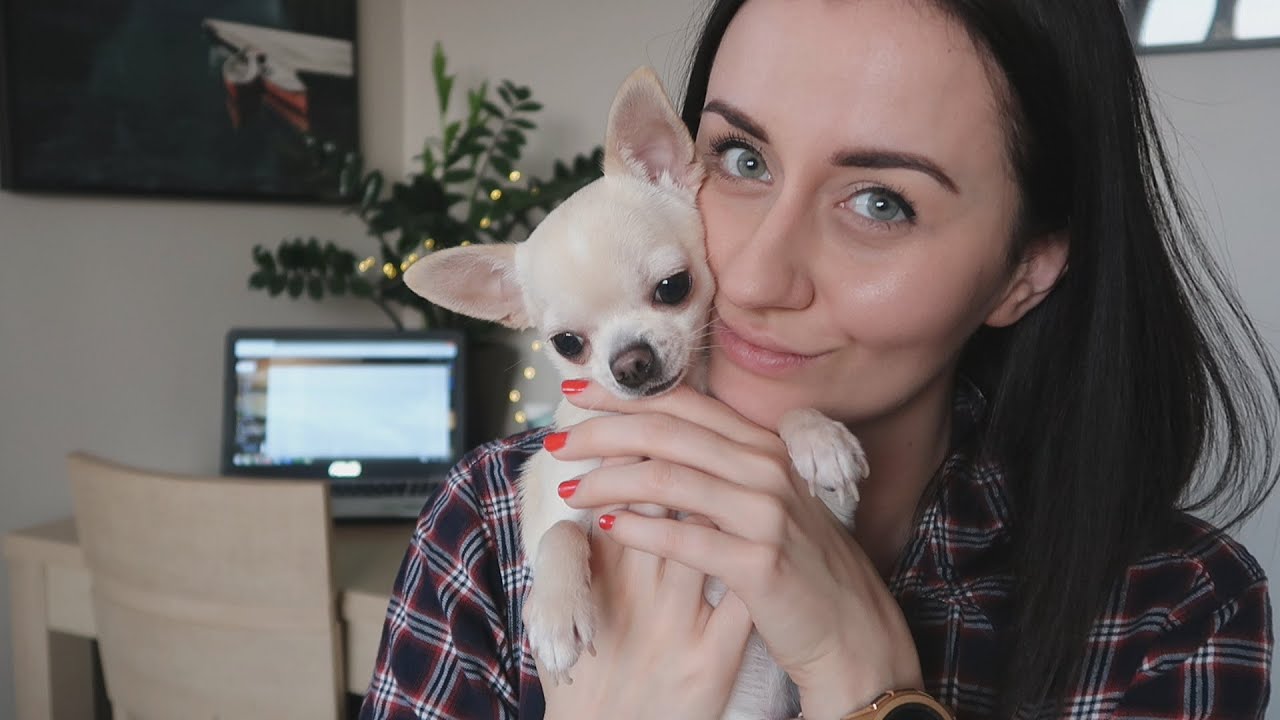 Ile kosztuje Chihuahua? Rok utrzymania psa