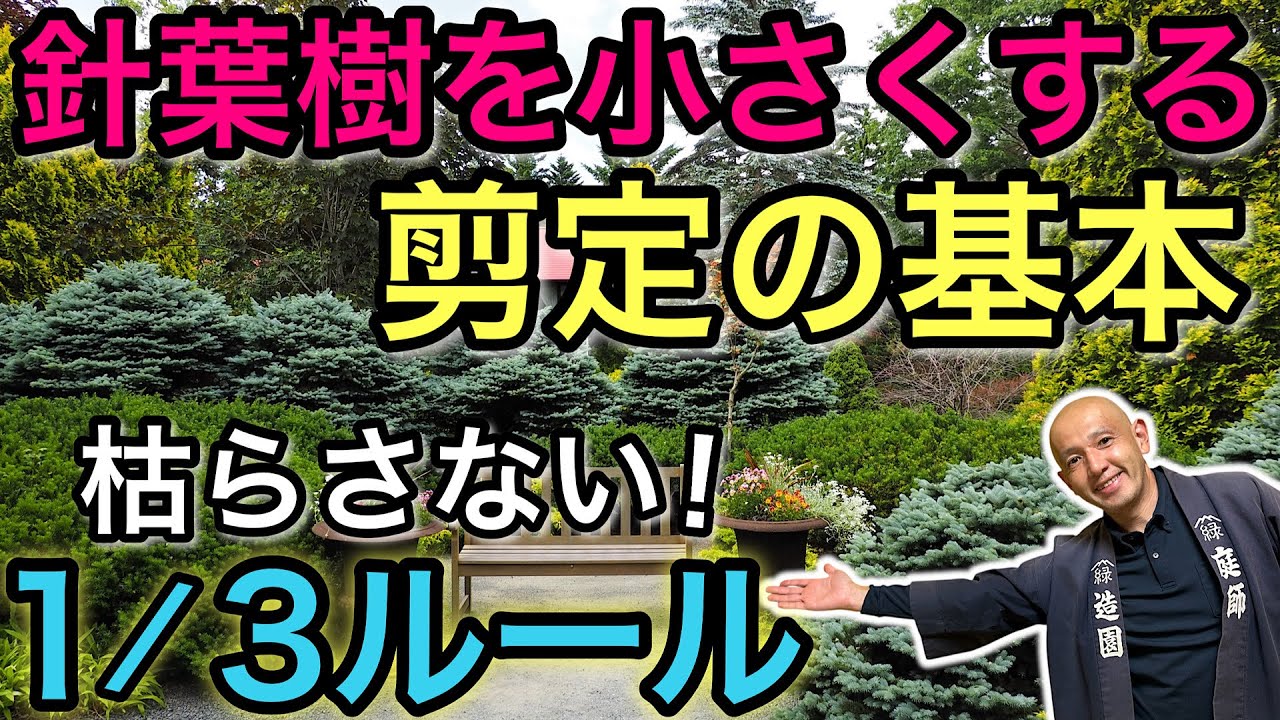【2/3を残せば安心！】針葉樹を枯らさず小さくする剪定の基本｜1/3ルール