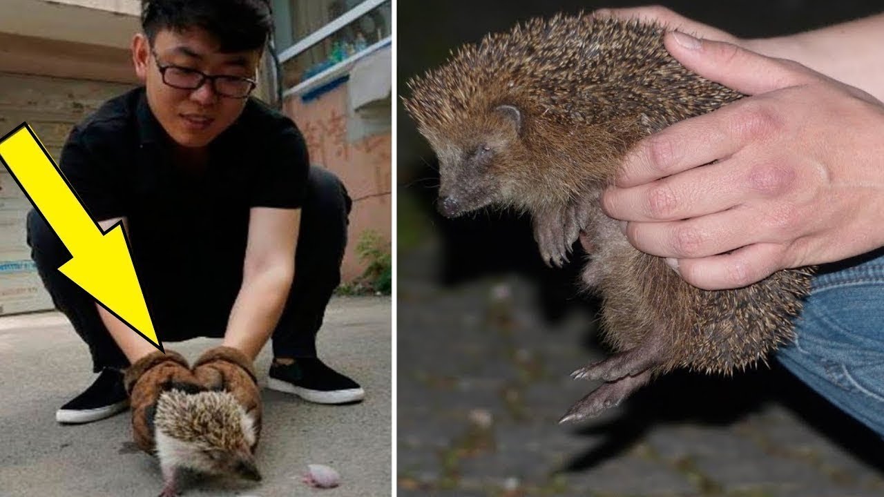 Er brachte einen IGEL von der Stra&szlig;e mit nach Hause. Am n&auml;chsten Morgen gab es eine &Uuml;berraschung!
