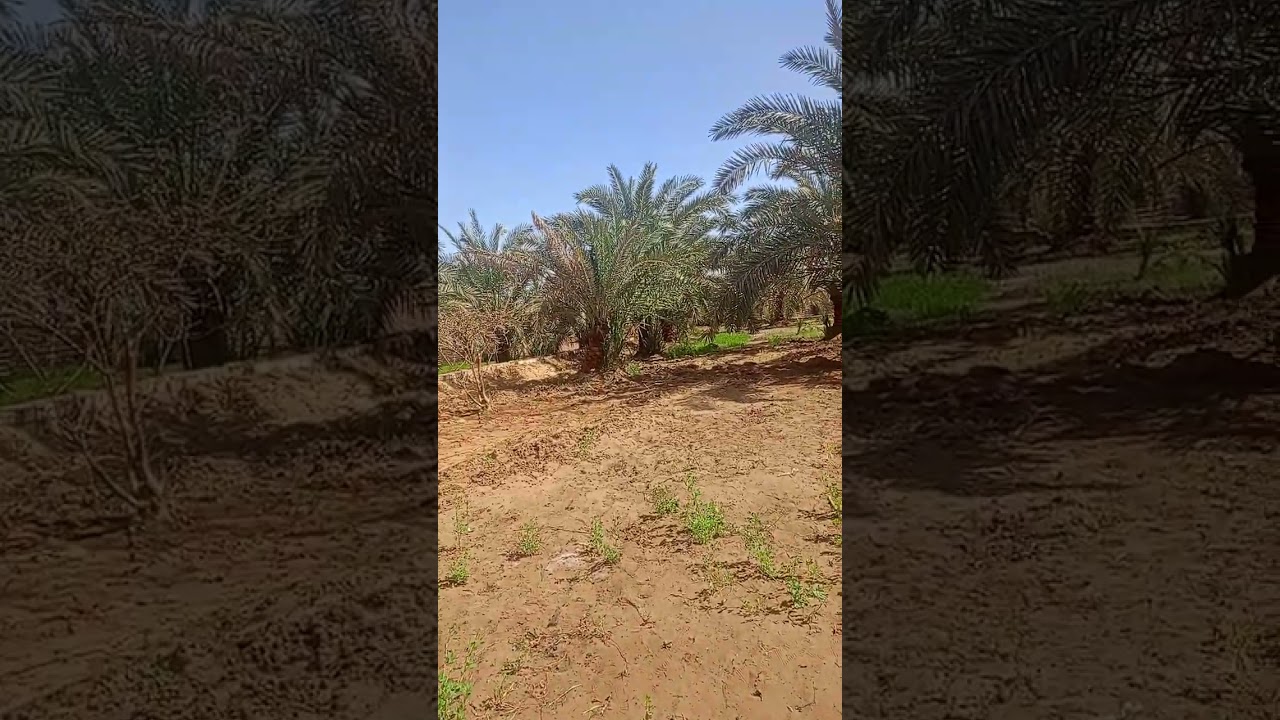 طريقه رش علاج الحشائش الرفيعه 💪 #اكسبلور #الواحات_البحرية 