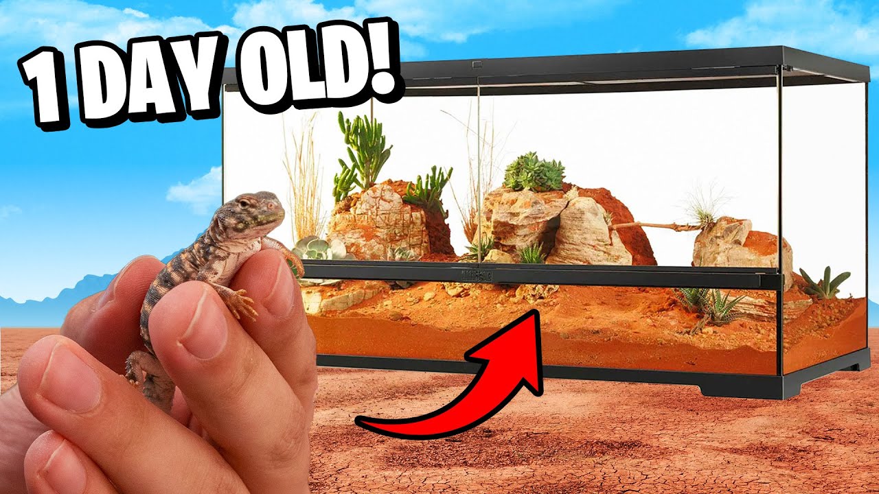 Baby Uromastyx Tank Setup