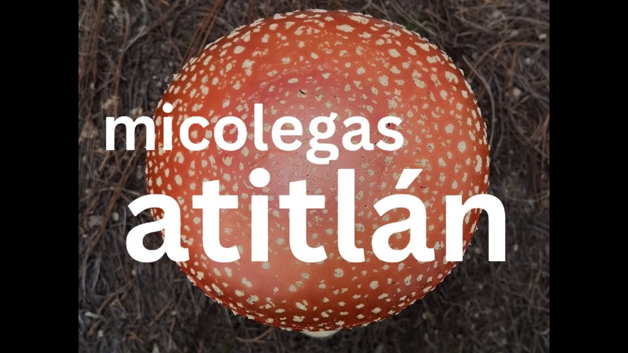 🍄Hongos del Lago Atitl&aacute;n, Guatemala | Explorando su Diversidad 2024 @micolegas.atitlan