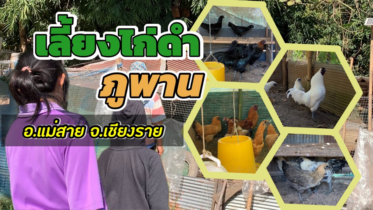 เลี้ยงไก่ดำภูพาน | พาชมไก่ดำภูพานครั้งแรกพร้อมกัน #เลี้ยงไก่ #ไก่ดำภูพาน #ไก่ดำเชียงราย #เกษตร