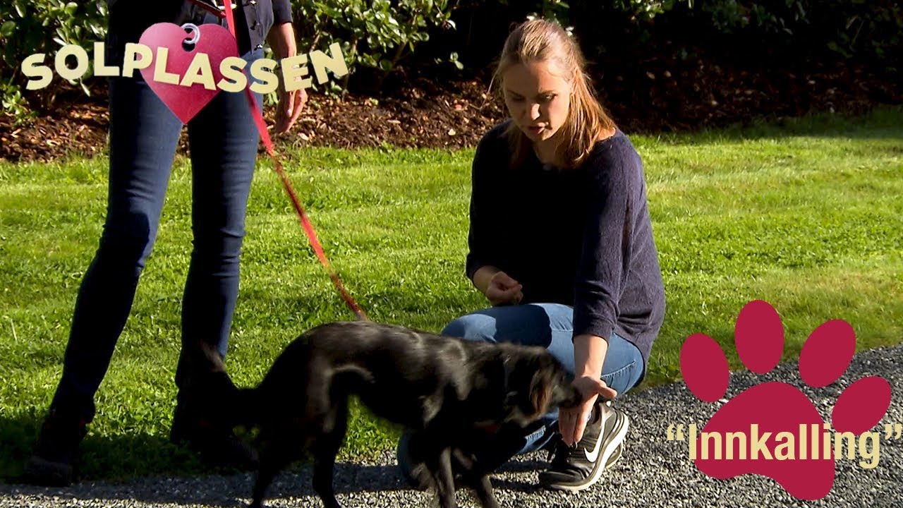 Hundetips: Lær hunden å komme på innkalling | Solplassen