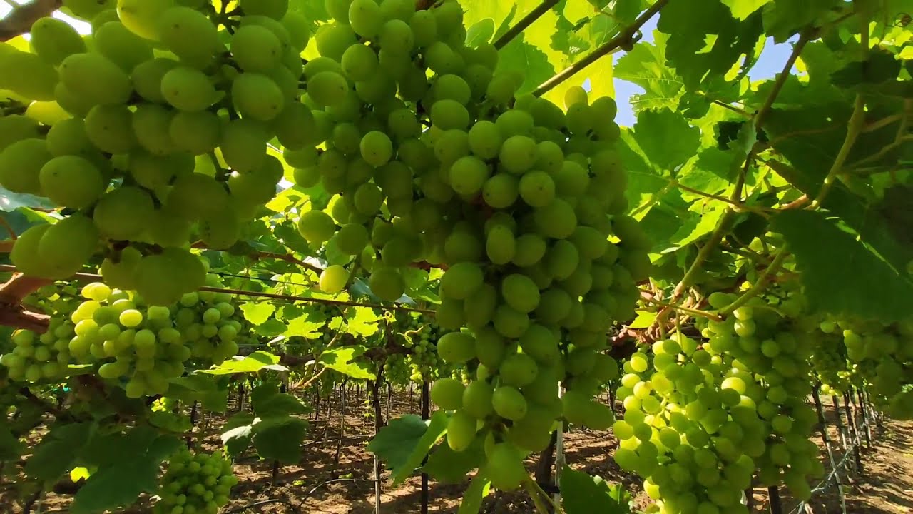 Grapes Farm at Sinner Nashik