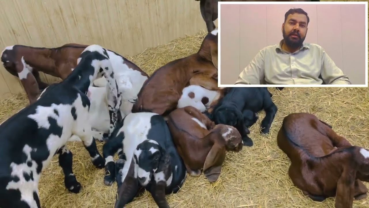 Goat Kids Deworming || بکری کے چھوٹے بچوں کو پیٹ کے کیڑے مارنے والی دوائی کھلانے کا طریقہ