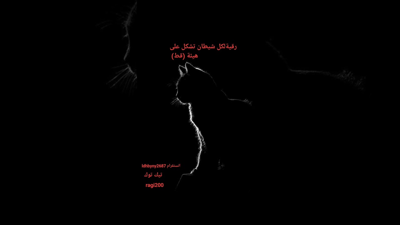 🐈‍⬛رقية شيطان ( قط) الجزء الأول