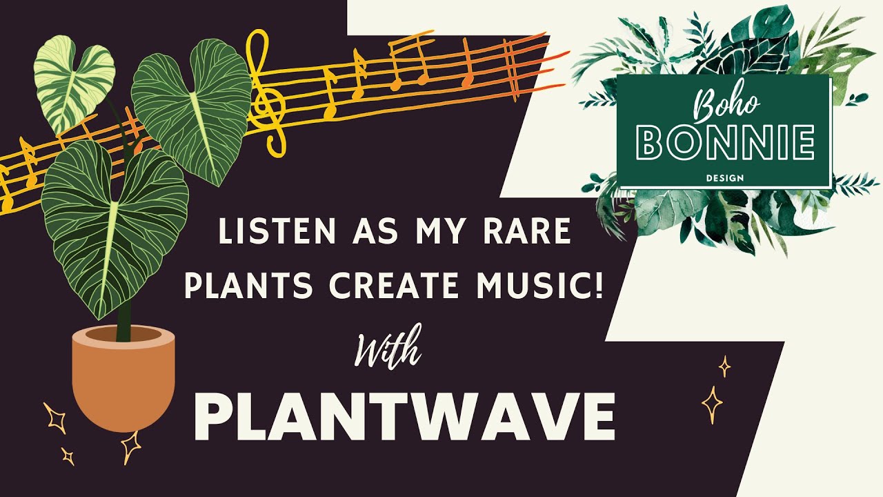 Listen as my rare plants create MUSIC! PlantWave Demo