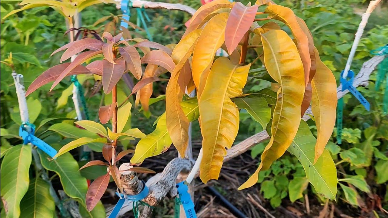 SoCal Mango Trees Tour March 2026