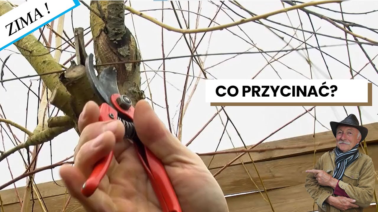 🌳  Rośliny do przycinania zimą  🍂