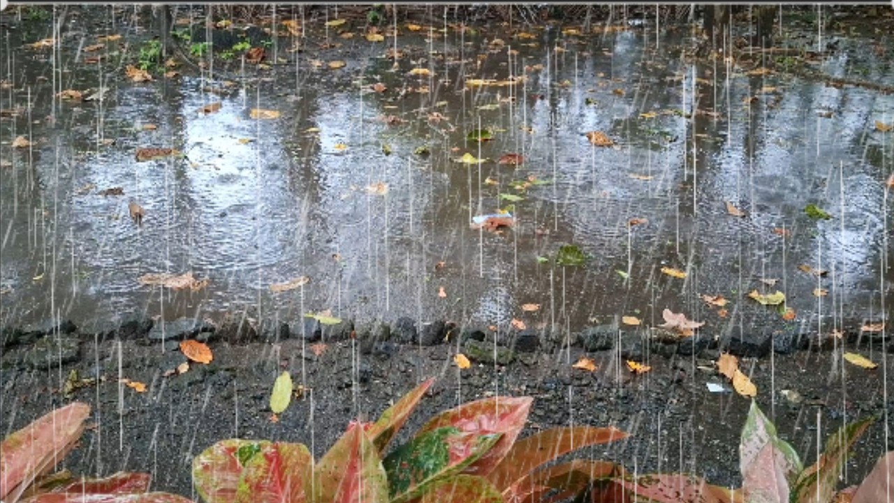 Sleep fast, with the Sound of Heavy Rain in the Village Yard and the beautiful sound of raindrops