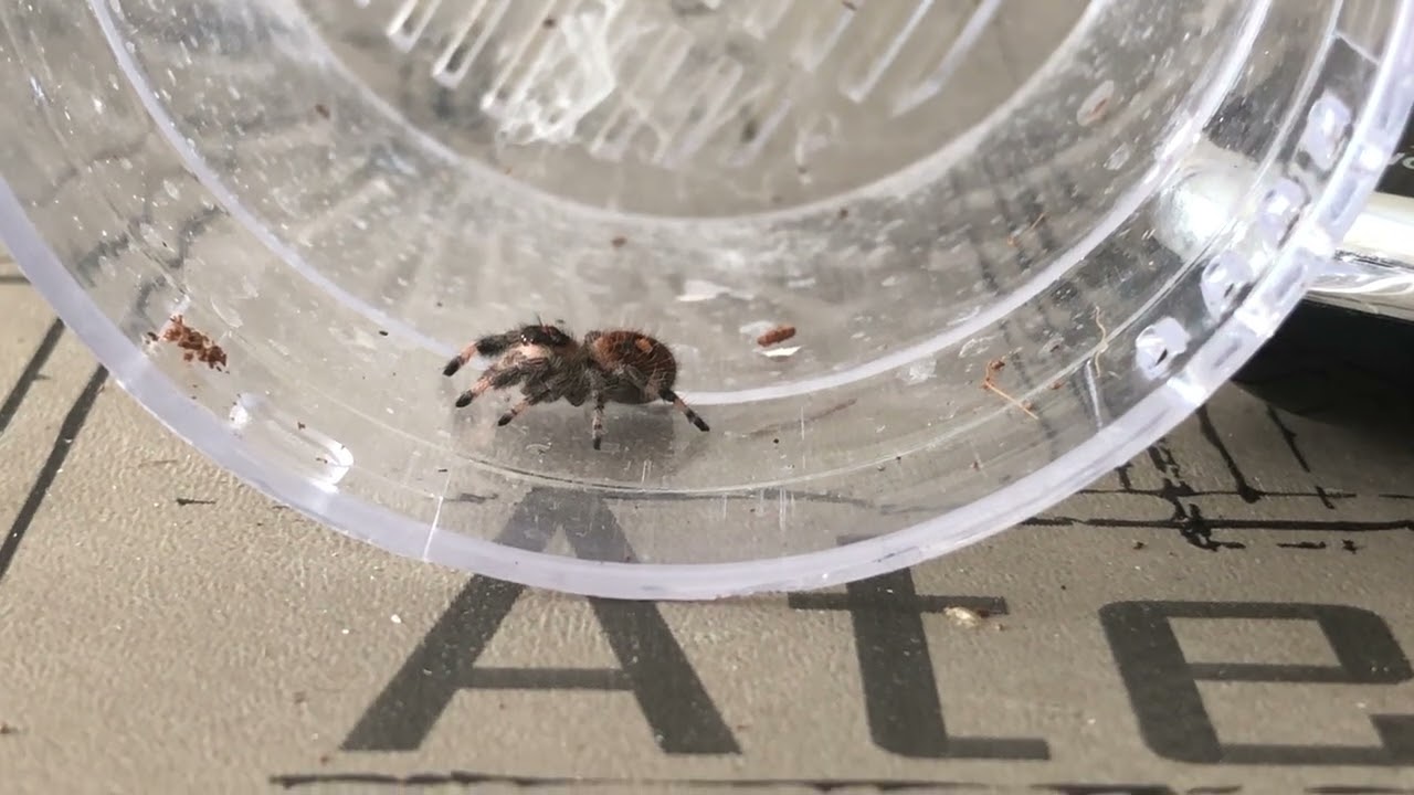 Phidippus regius female (Jumping spider) : feeding fly with tong. So funny !