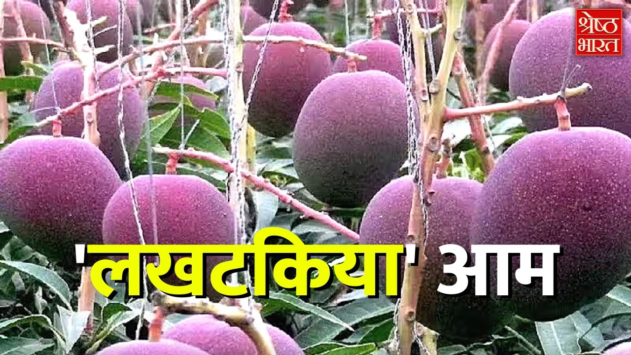 दुनिया का सबसे महंगा आम कहां मिलता है और क्या है इसकी कीमत | COSTLIEST MANGO | SHRESHTH BHARAT