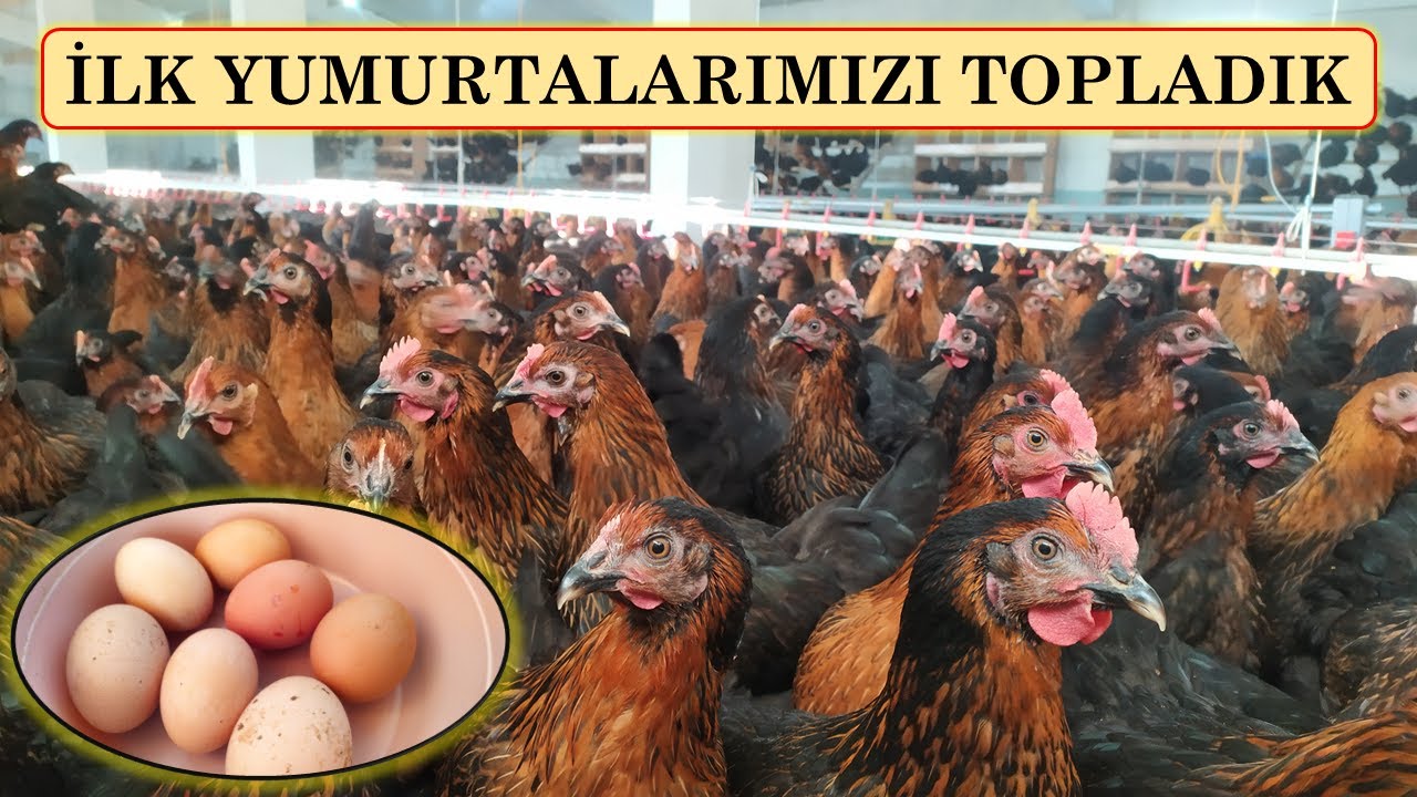 İLK YUMURTA TOPLAMA VİDEOMUZ - KILAVUZ YUMURTALARIMIZ GELDİ !